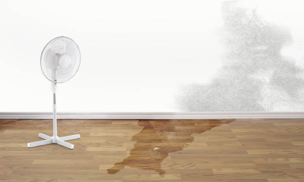 Best Water damage restoration specialists  in Wailea, HI